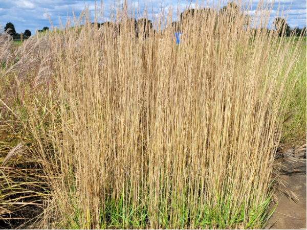Calamagrostis x acutiflora "Karl Foerster" - (Garten-Reitgras "Karl Foerster"),